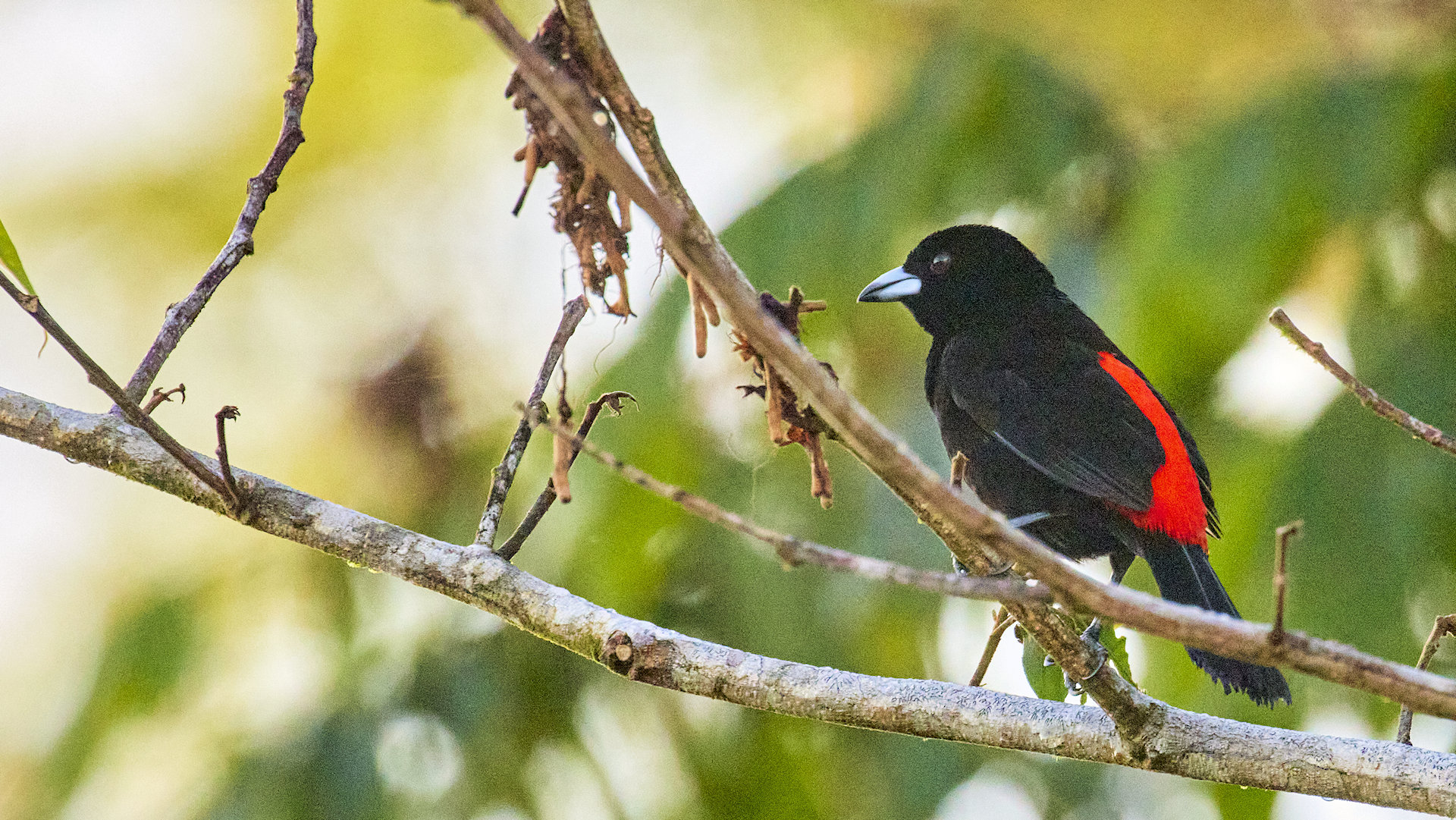 Scarlet rumped tanager scarlet rumped, fairly common and noticeable - image 17